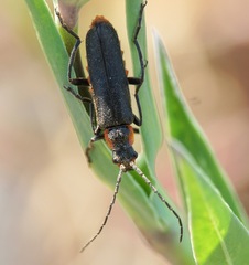 Cantharis pulicaria