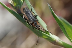 Cantharis pulicaria