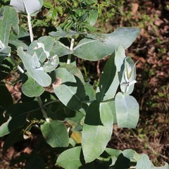 Eucalyptus globulus pseudoglobulus
