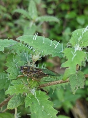 Kikihia peninsularis