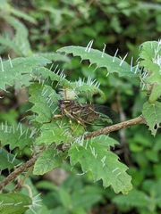 Kikihia peninsularis