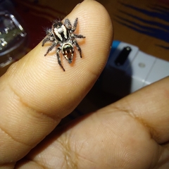 Salticidae