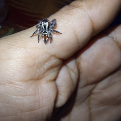 Salticidae
