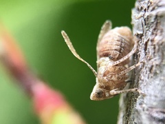 Danepteryx