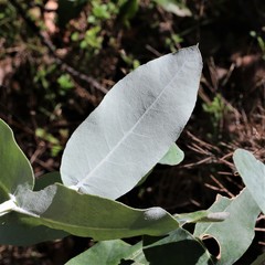 Eucalyptus globulus pseudoglobulus