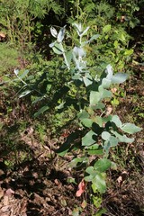 Eucalyptus globulus pseudoglobulus