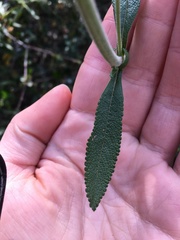 Salvia mellifera