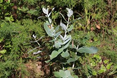 Eucalyptus globulus pseudoglobulus