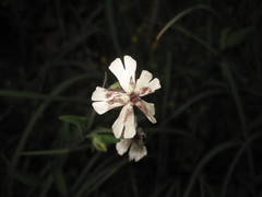 Microbotryum lychnidis-dioicae