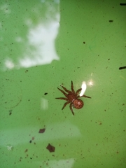 Cryptothele sundaica