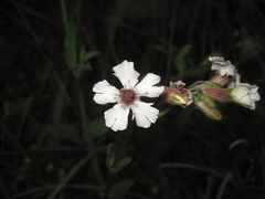 Microbotryum lychnidis-dioicae