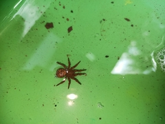 Cryptothele sundaica