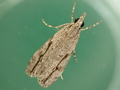 Eudonia bisinualis