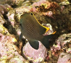 Plectroglyphidodon apicalis