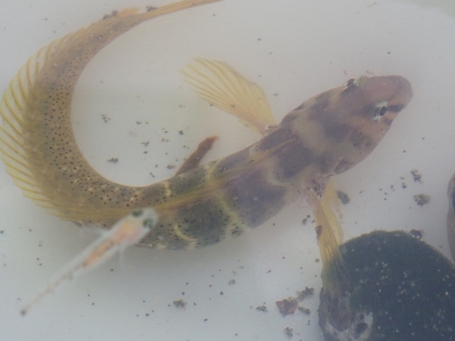 Elegant blenny (Omobranchus elegans) — Blenniidae — 5