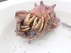 Clibanarius infraspinatus