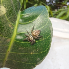 Salticidae
