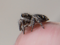 Habronattus hirsutus