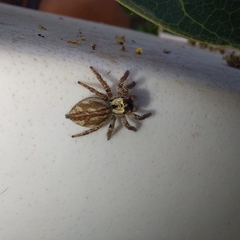 Salticidae