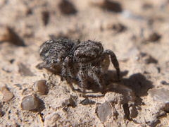 Habronattus hirsutus