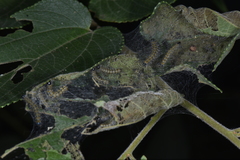 Lepidoptera