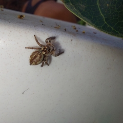 Salticidae