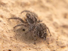 Habronattus hirsutus