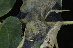 Lepidoptera