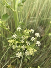 Apium graveolens