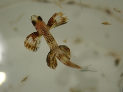 Cheilopogon doederleinii