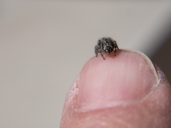 Habronattus hirsutus