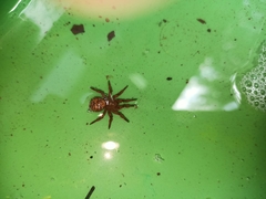 Cryptothele sundaica