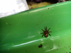 Cryptothele sundaica