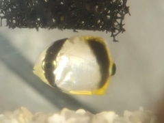 Chaetodon ephippium