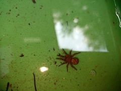 Cryptothele sundaica