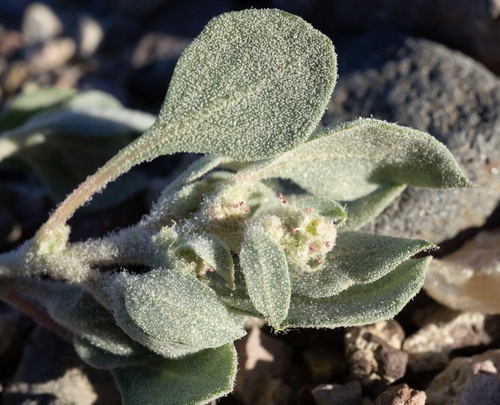 Atriplex argentea var. longitrichoma