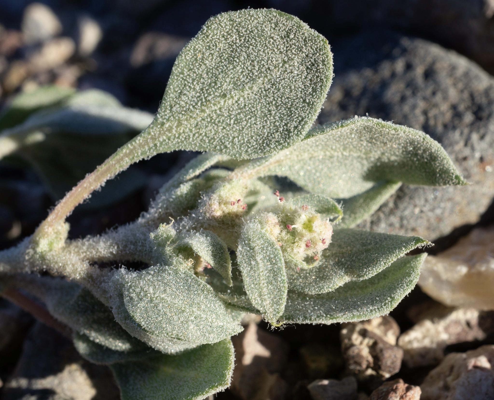 Atriplex argentea var. longitrichoma