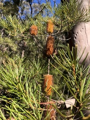 Banksia ericifolia