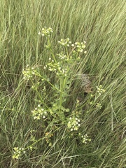 Apium graveolens