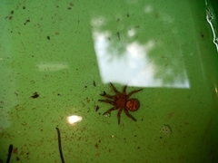 Cryptothele sundaica