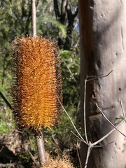 Banksia ericifolia