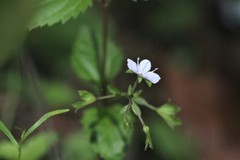 Veronica grosseserrata