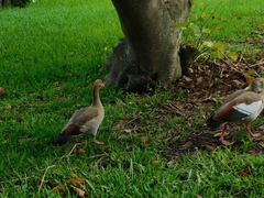 Alopochen aegyptiaca