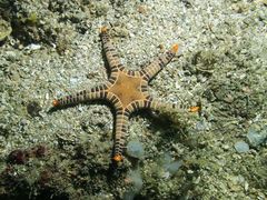 Iconaster longimanus