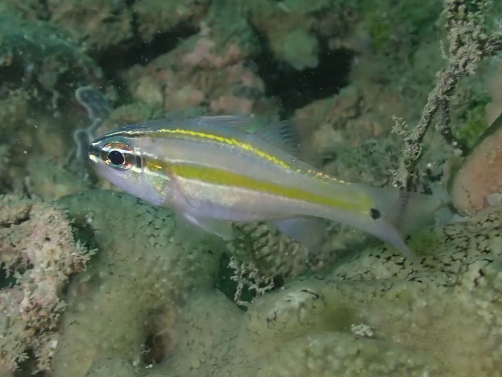 Cavite Cardinalfish