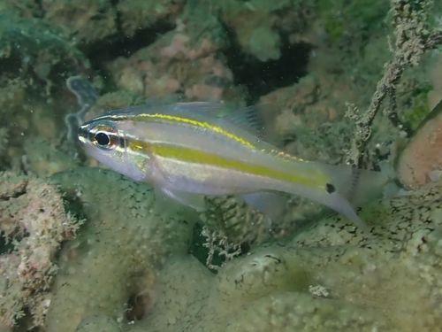 Whiteline Cardinalfish