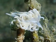 Phyllodesmium serratum