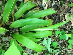 Carex fraseriana