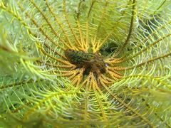 Synalpheus stimpsonii