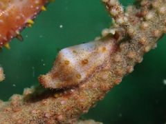 Crenavolva striatula